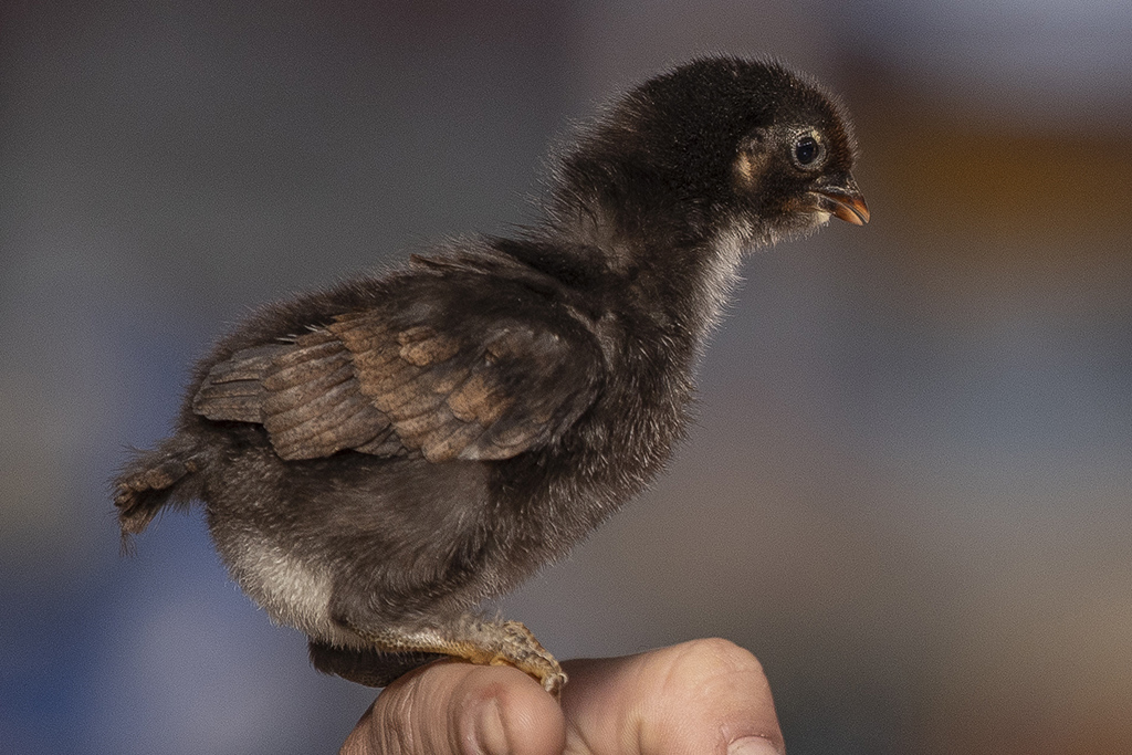 marans nero ramato pulcino