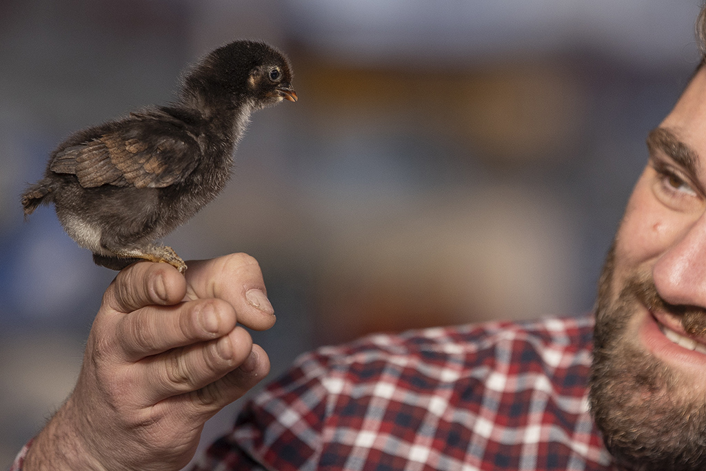 marans nero ramato